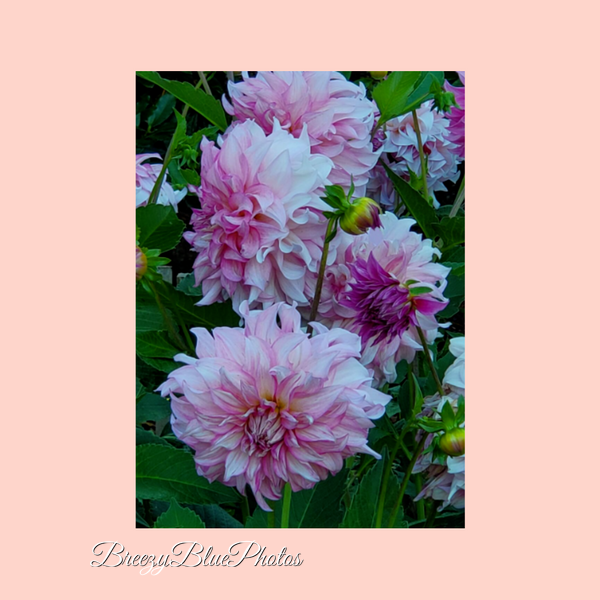 Breezy Blue Greeting Cards Pink Dahlias - Chinelo Mora