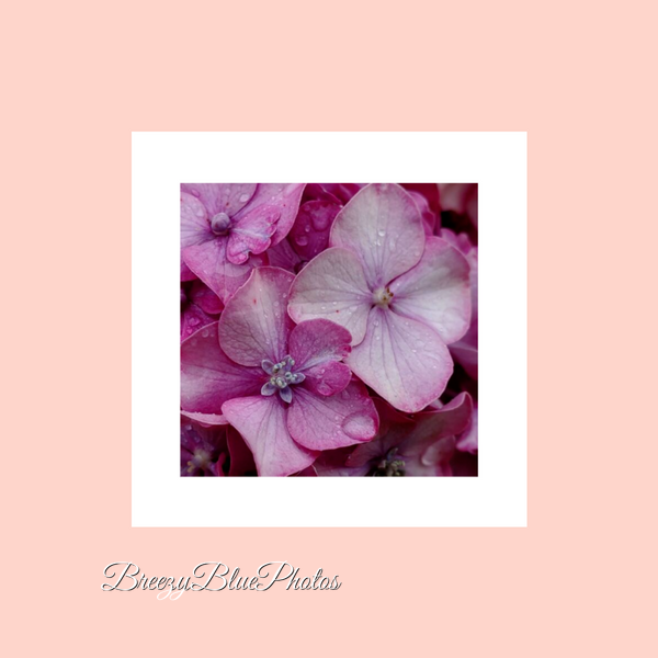 Breezy Blue Greeting Cards Pink Flowers - Chinelo Mora