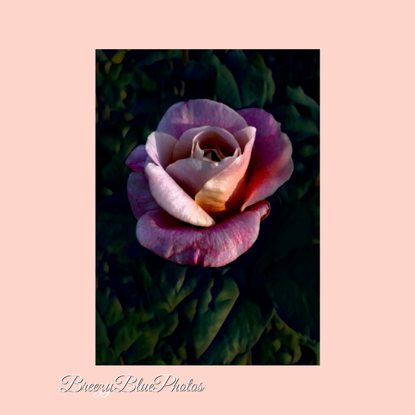 Breezy Blue Greeting Cards Pink Roses - Chinelo Mora