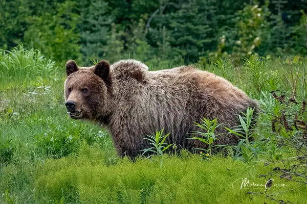 Young Grizzly by Melanie Cullen