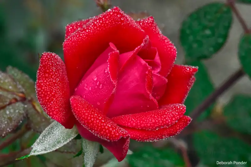 Red Rose in Fog
