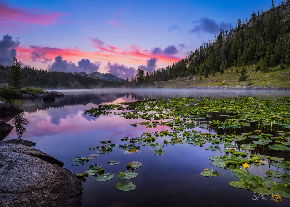 Wild Lilies