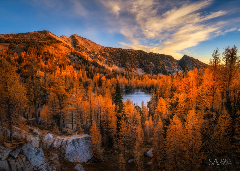 Golden Larches