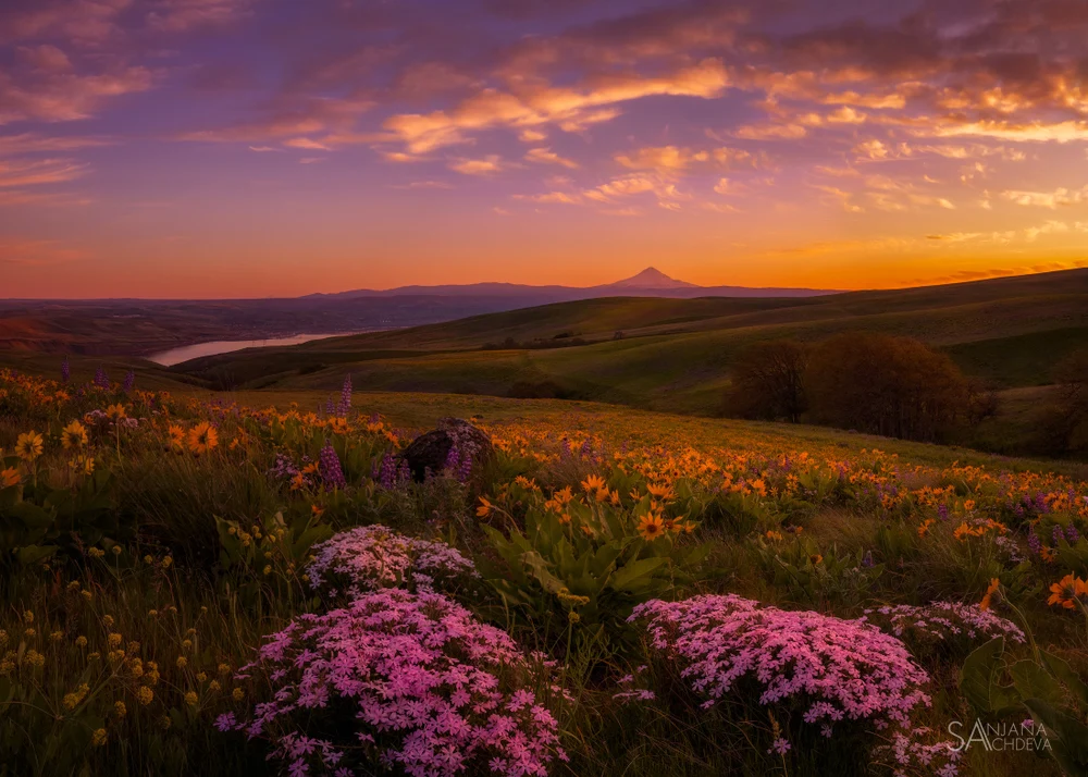 Stunning Superbloom at The Dalles: A Colorful Landscape at Sunset