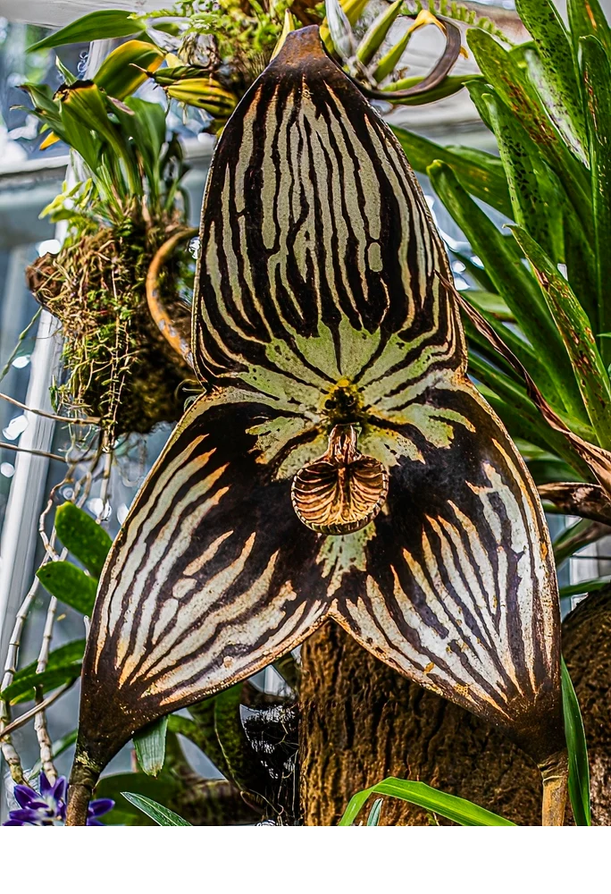 'The Vampire Dragon Orchid is found only on the slopes of Mt. Pichincha in Ecuador. Here preserved in the San Francisco Conserva