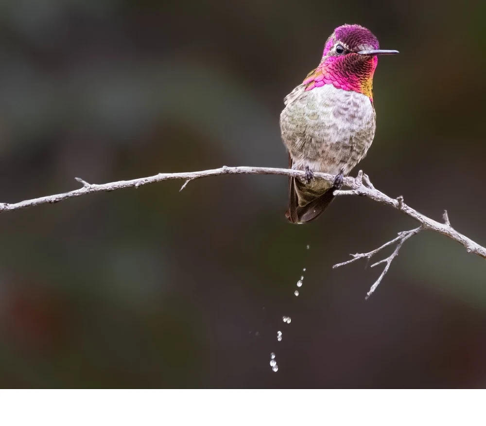 'With digestion as fast as 20 minutes, hummingbirds often expel waste before flying, balancing constant refueling and energy use