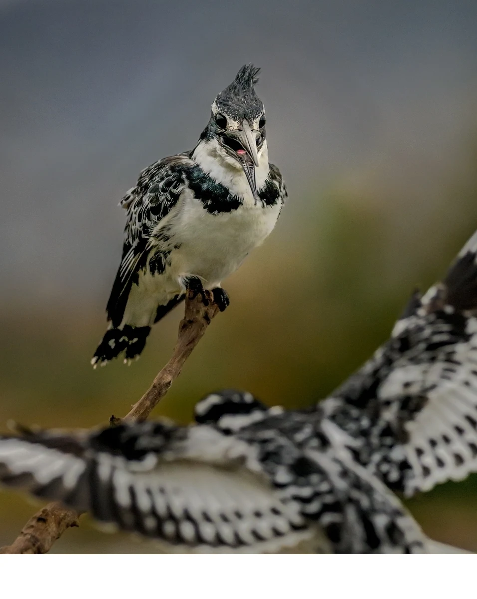 'Come and perch here with me, as the male pied king fisher, Ceryle rudis, identified with its _bowtie bands_ across its chest, c