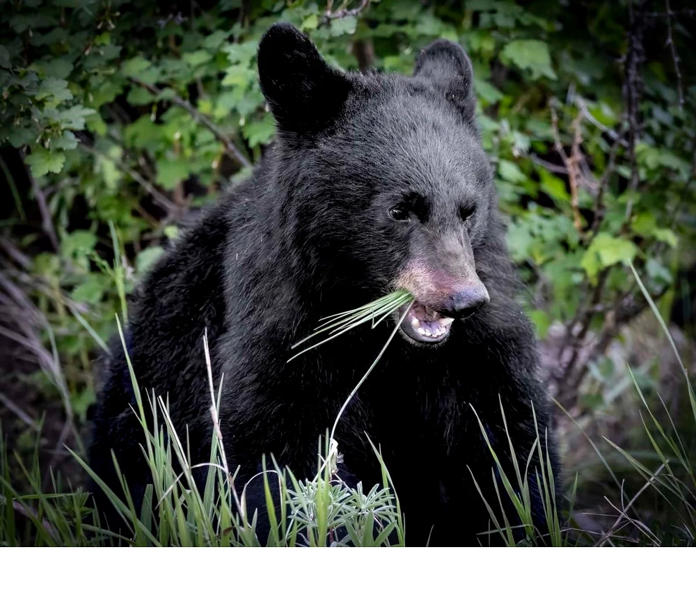'Young Black Bear - Grazing on Grass' (PM   Place) by Robert Adler - RO