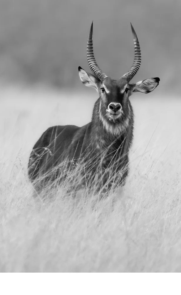 'A Gazer and Grazer' (MM   Place) by Irene Bergamini - DV