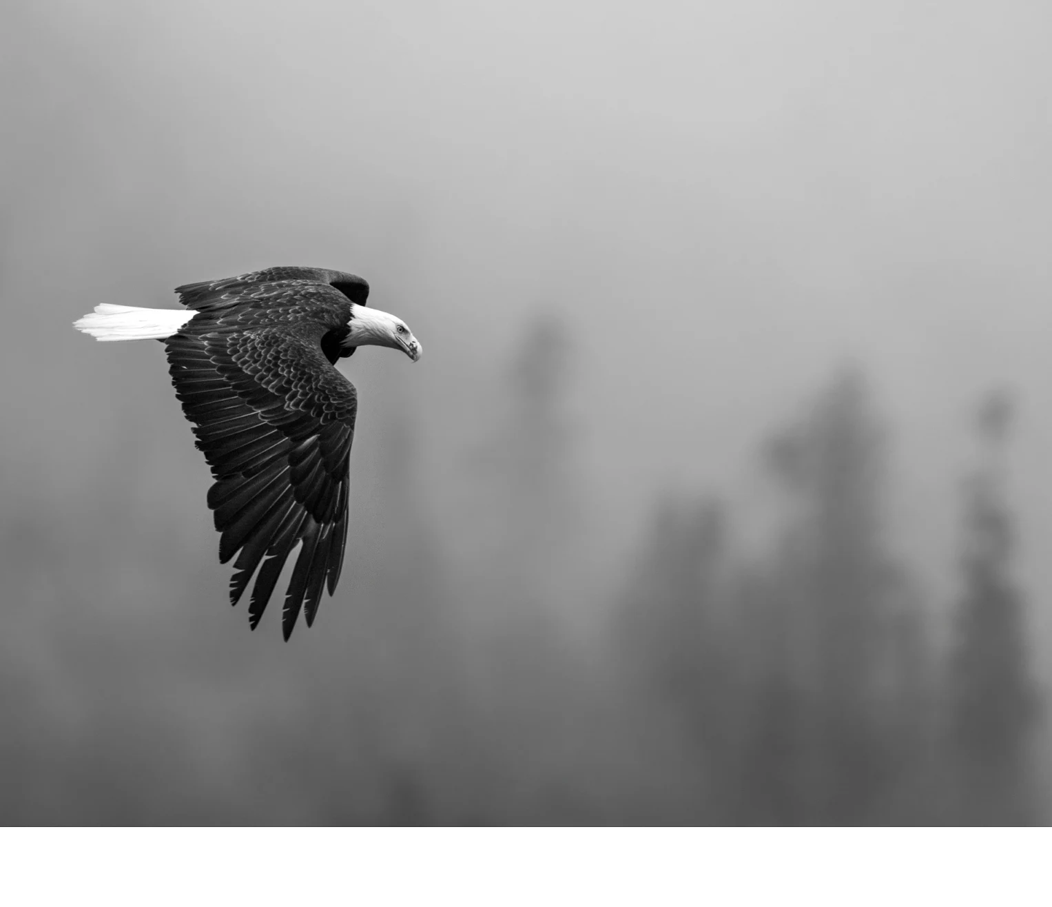 'A Bald Eagle Soars Over a Misty Rainforest.' (MI   Place) by Tessa Burt - PE