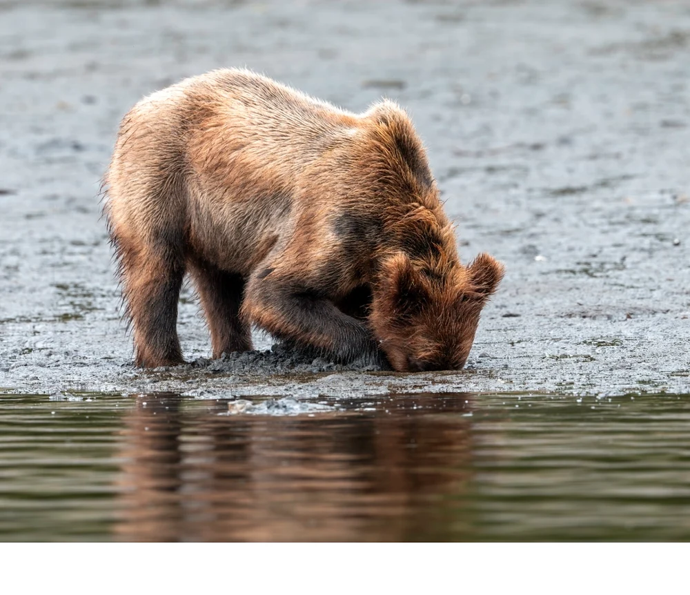 'A female grizzly bear is up to her eyes in the beach sand digging up clams. __Until the salmon runs begin, the bears have to fo