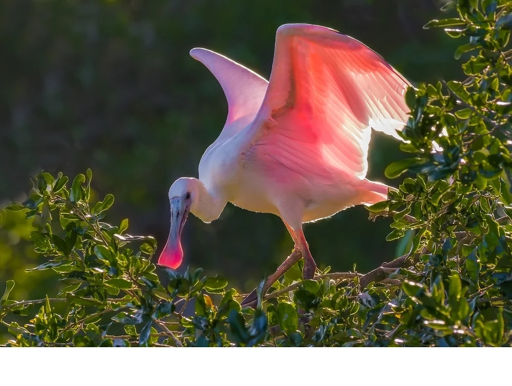 'A pink beauty' (AA   Place) by Shinnan Kiang - LVCC
