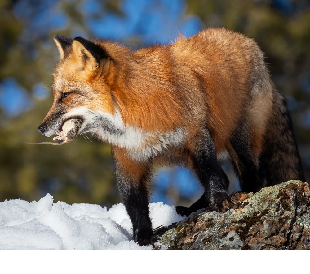 'A red fox carries off a dead rodent. A fox mainly eats small rodents, but will also eat fruits, grains, insects, and fish. In o