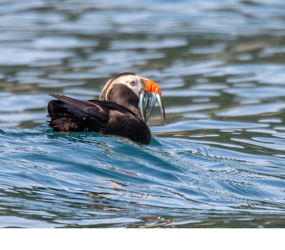 'A Tufted Puffin displays his breeding colors of pale yellow head plumes, red-rimmed eyes and immense red bill while dining on h