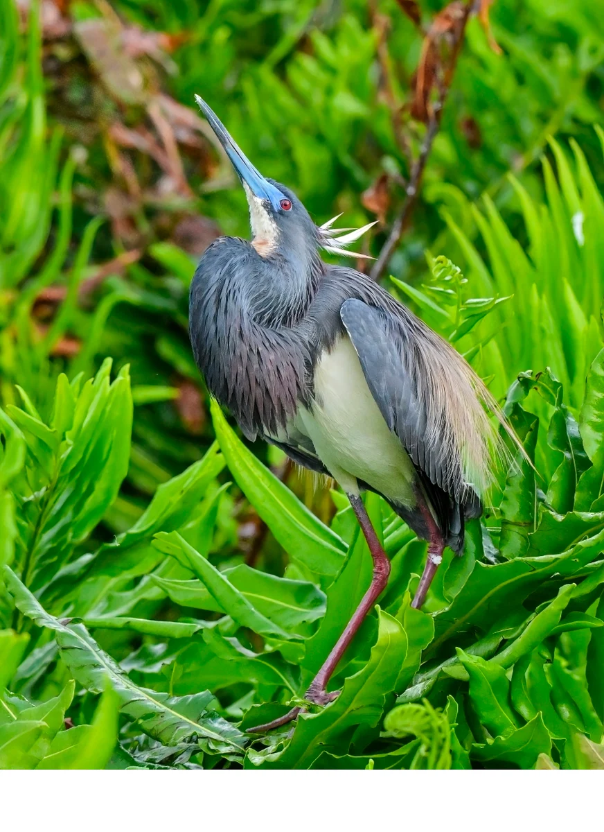 'A Tri-color heron stands guard at it chosen nesting site Wakodahatchee wetlands, April 5th, 4 PM,Delray Beach, FL' (PM   Place)