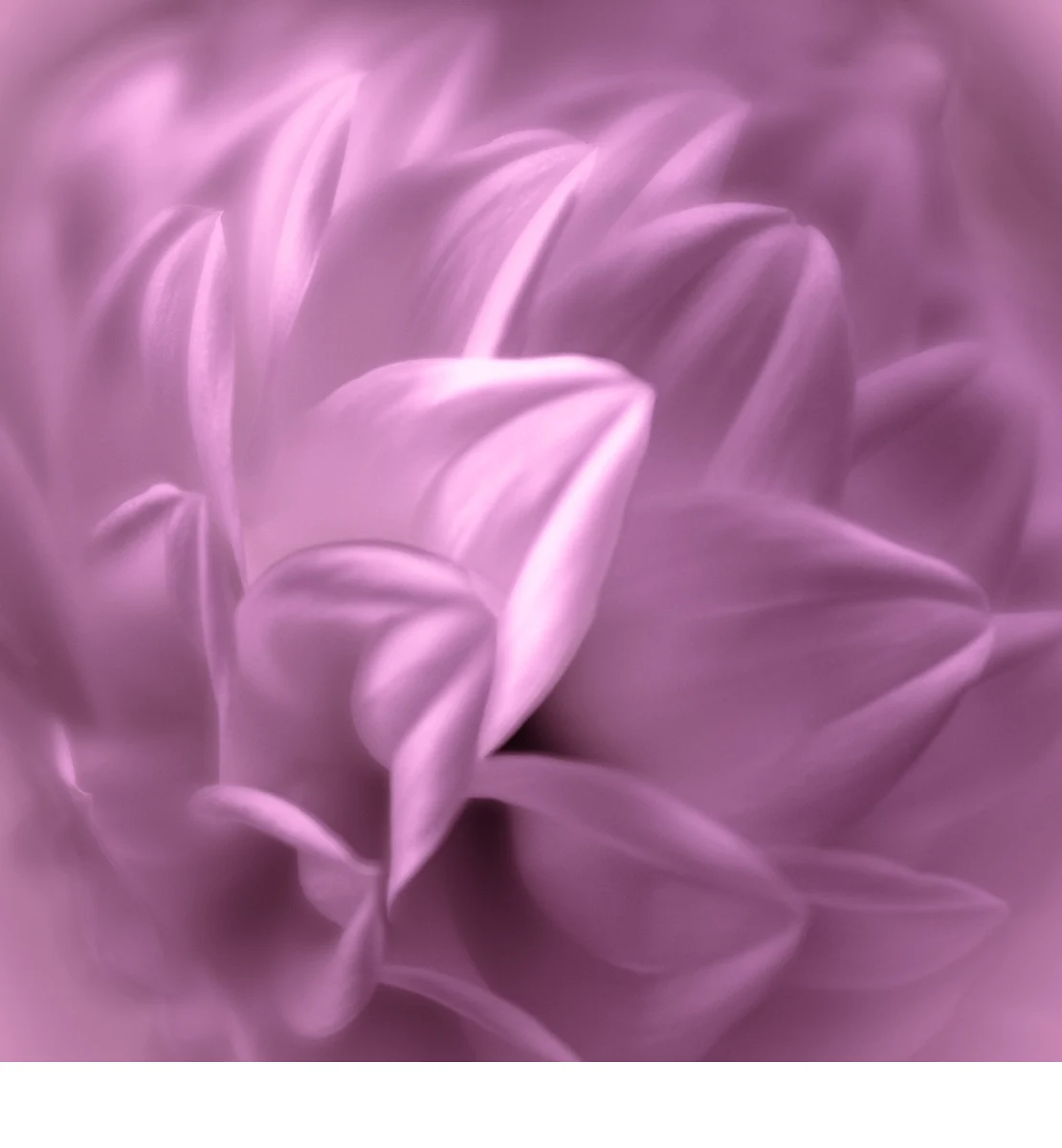 'All So Pretty in Pink' (AA   Place) by Dennis Herman - MR