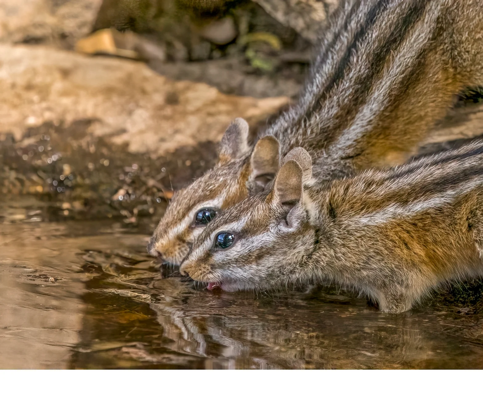 'Allen chipmunks form pairs during breeding season. These two chipmunks drinking water together indicate this social bond. As sh