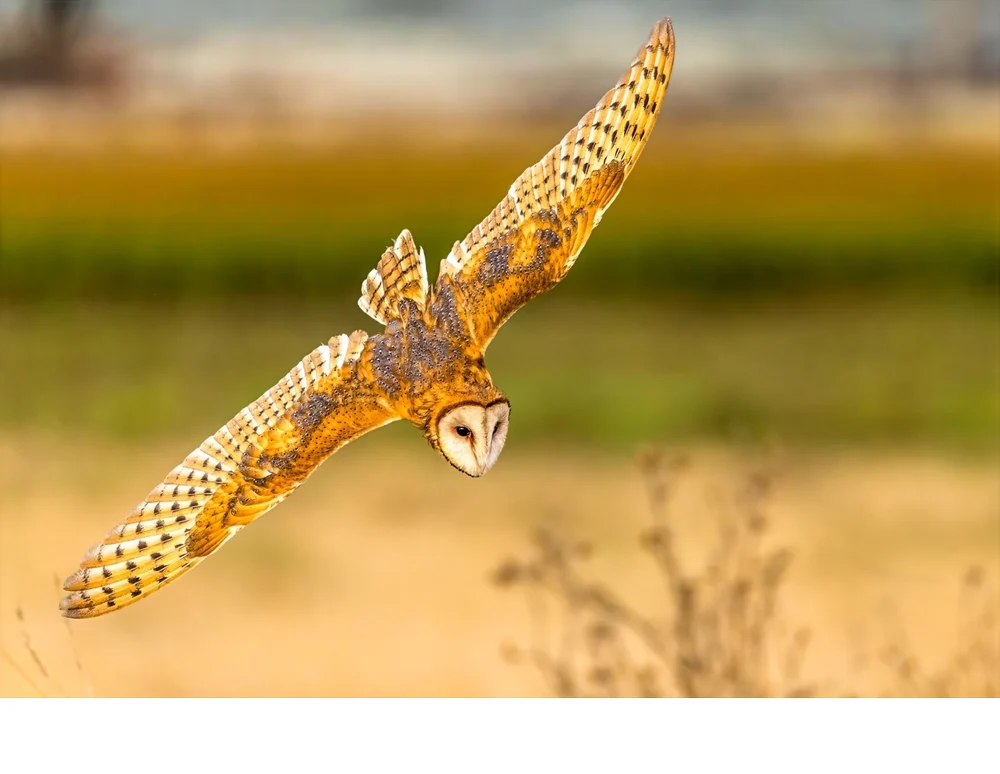 'Barn owl (Tyto furcata) seeks prey using sight and keenest hearing of all owls, assisted by a well-defined facial disk that gat