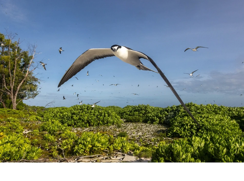 'Bird Island in the Seychelles is less than 1 km2 in size and tens of thousands of snooty terns (Sterna fuscata) nest on it each