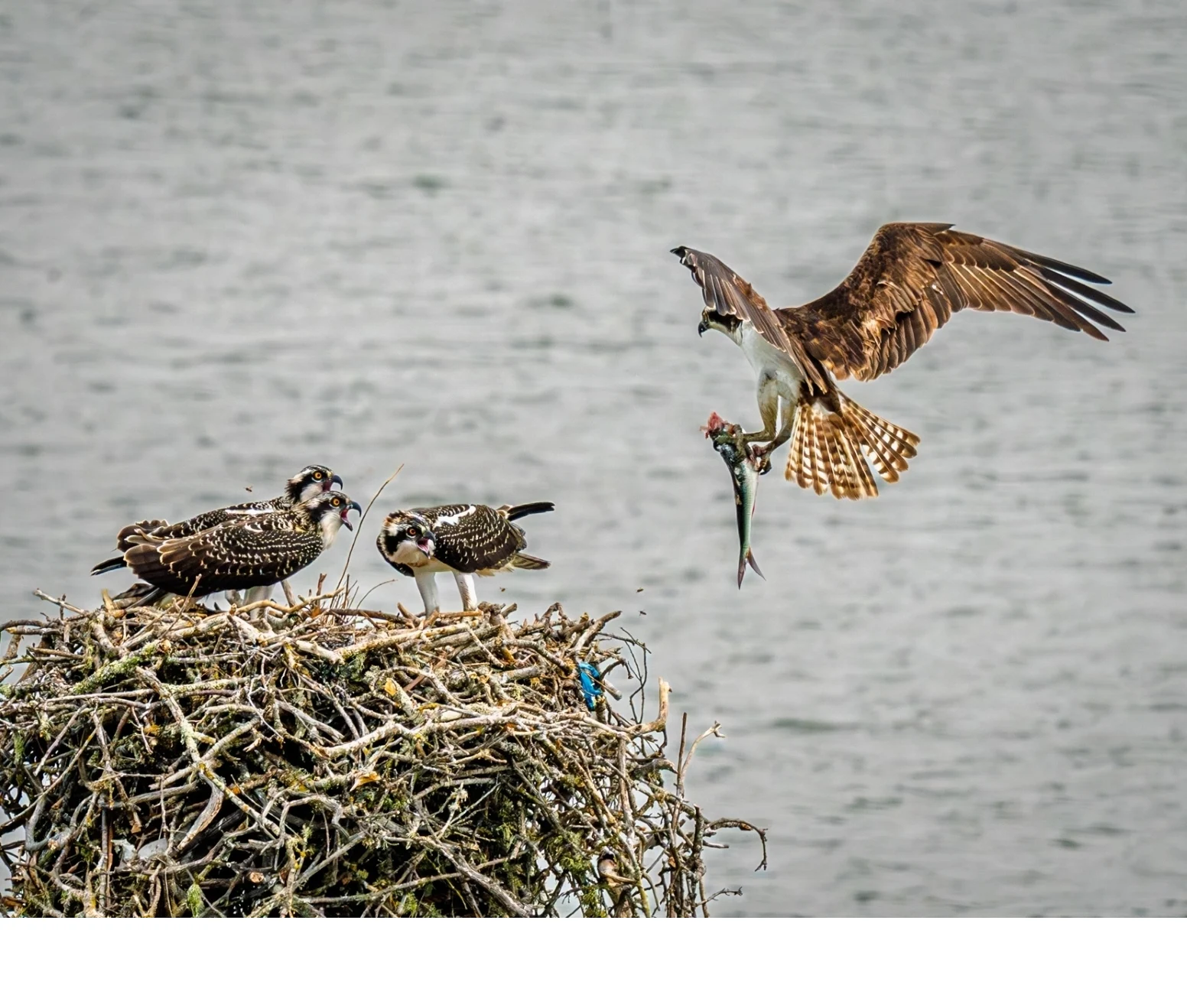 'China Camp Osprey Nest_ A parent delivers a headless fish to 3 waiting fledglings. The parent eats the head first to ensure its