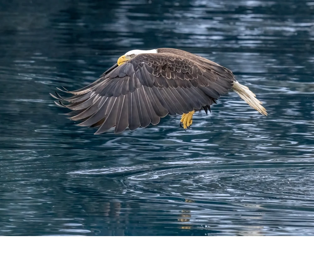 'Concentric circular ripples in the water and empty talons indicate that this bald eagle failed in an attempt to catch a fish sw