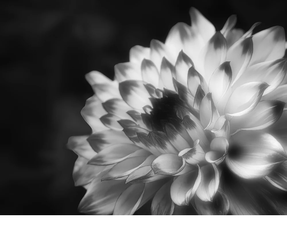 'Dahlia Noir' (MI   Place) by Patricia Cockerham - MR