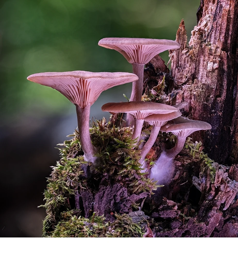 'False Chanterelle on Log' (PM   Place) by Michael Fredrich - LVCC