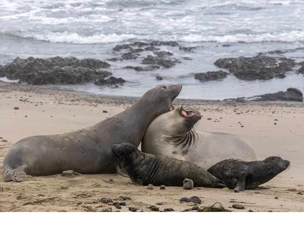 'Female elephant seals fight for dominance and to secure the best location for nursing and protecting their pups, usually near a