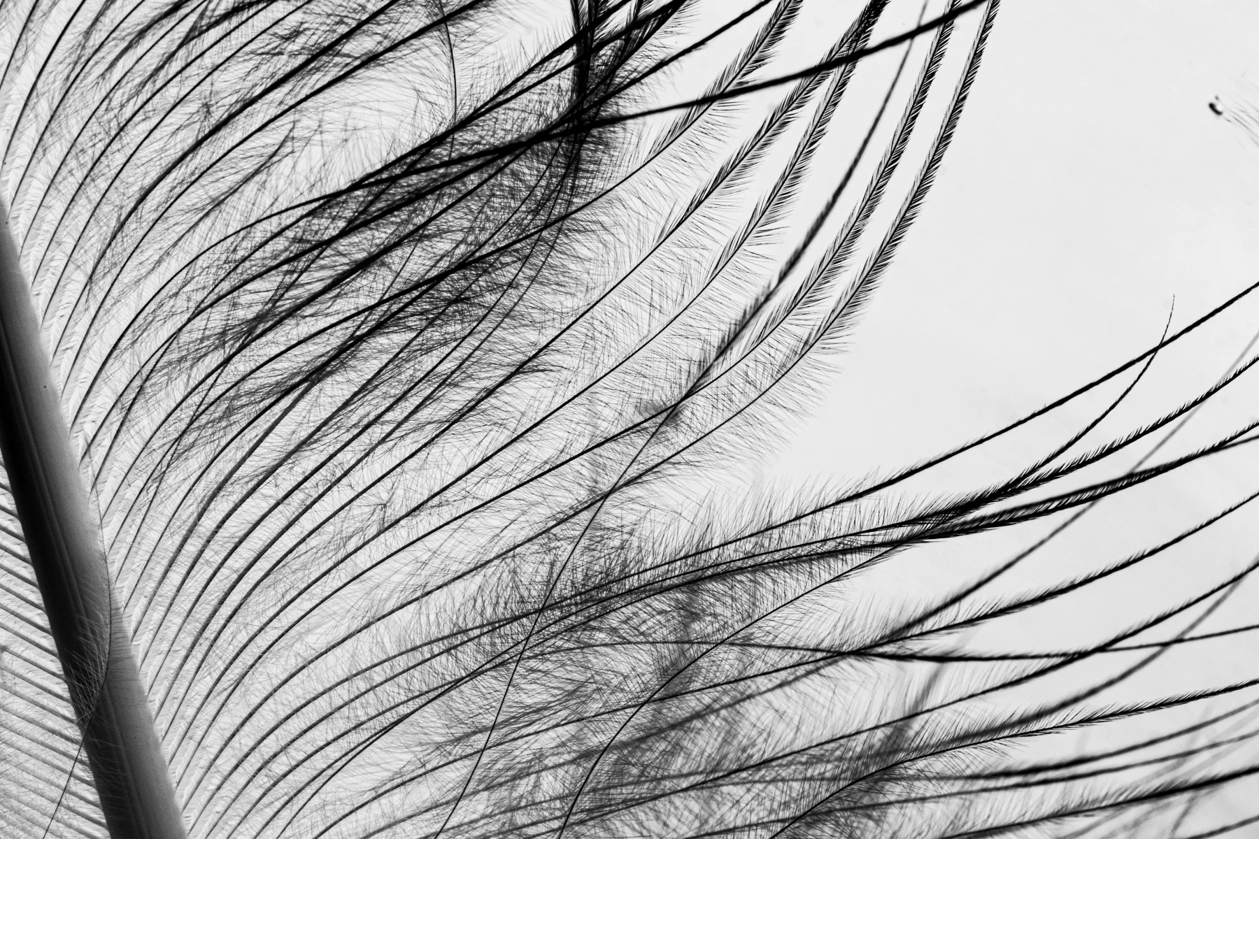 'Feather Detail' (MB   Place) by Sandra Ruhl, Ms - PE