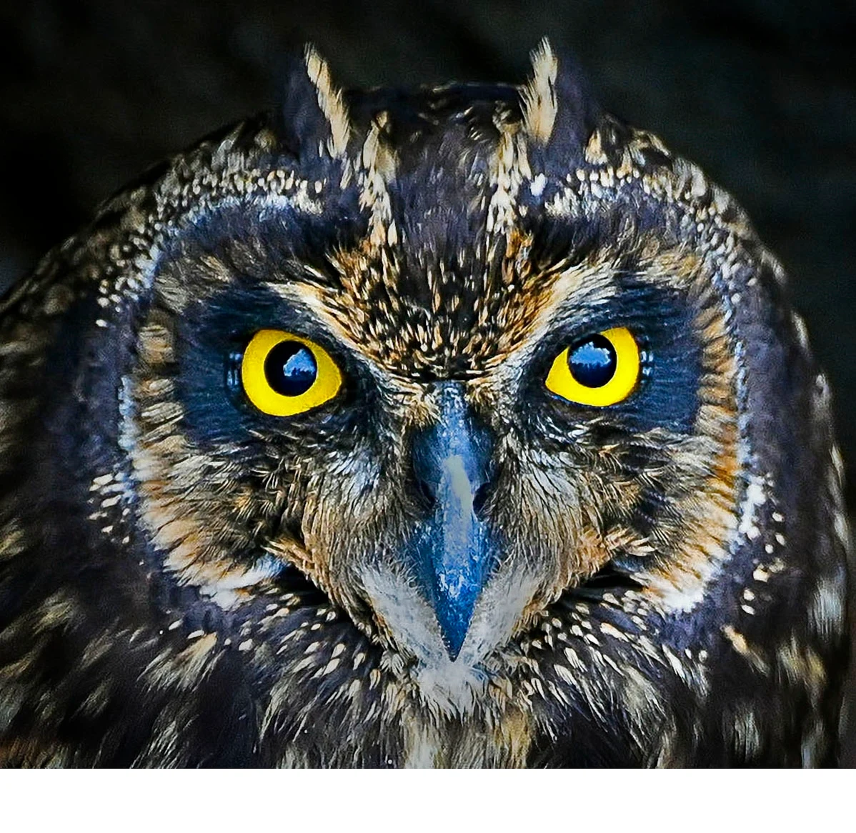 'Here's looking at you. Juvenile night owl, Galapagos' (PA   Place) by Bill Sumits - MR
