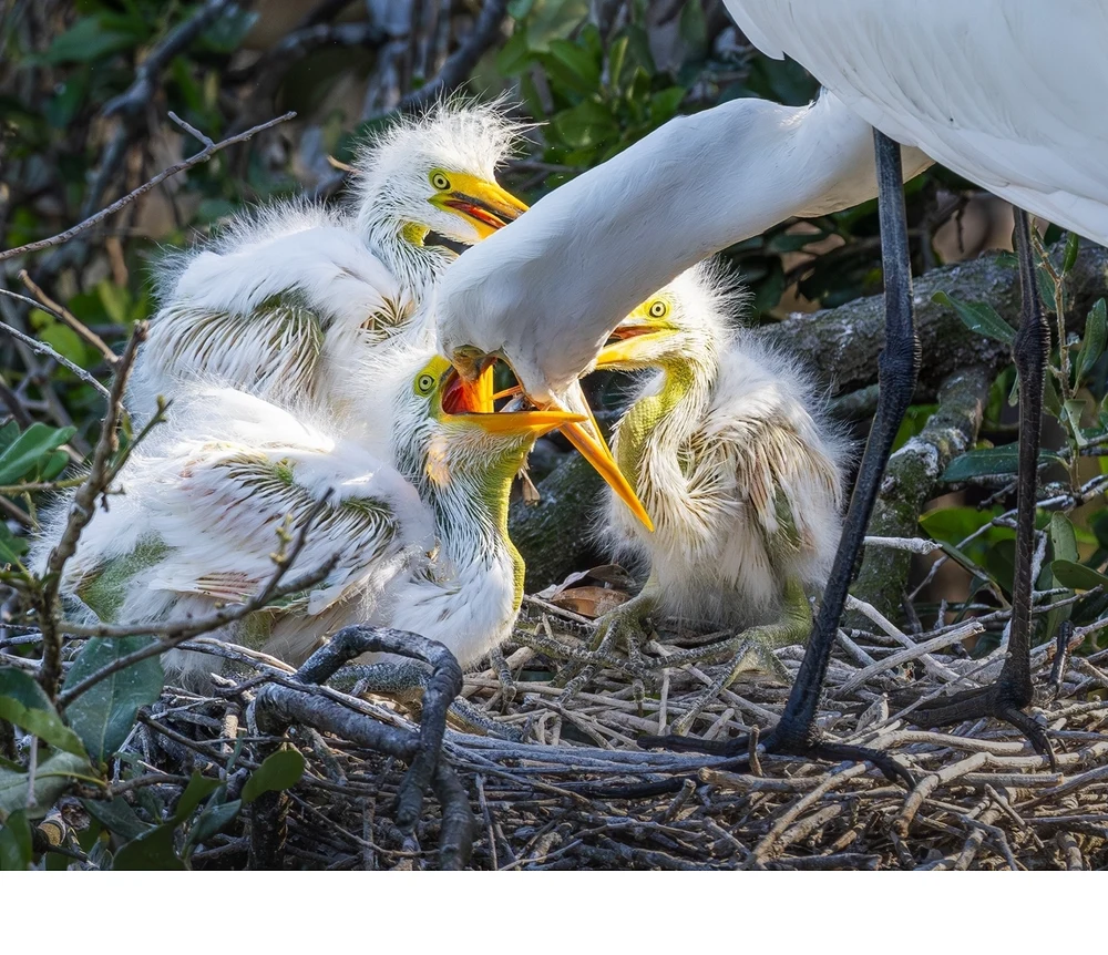 'Great egret feeds its several days old chick with a small fish. Late April in Florida.' (NA   Place) by Shinnan Kiang - LVCC