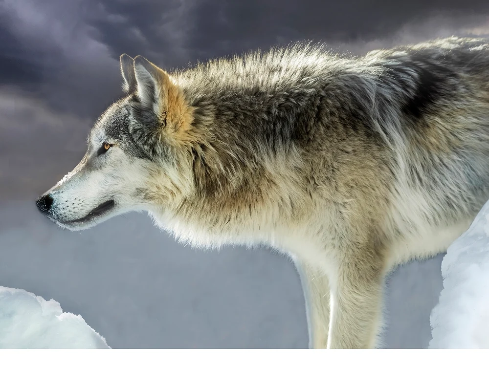 'Gray Wolf Watches' (PM   Place) by Jane Postiglione, N4C Fellow - CC
