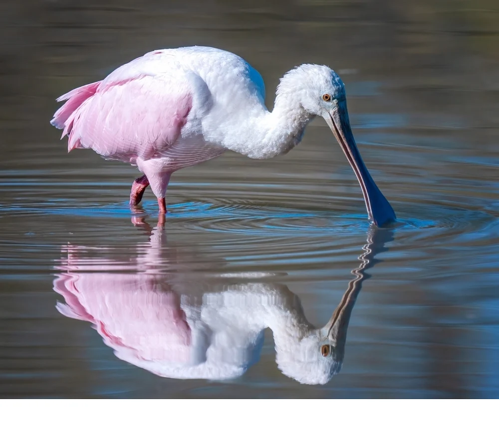 'In the Pink' (AA   Place) by Irene Bergamini - DV