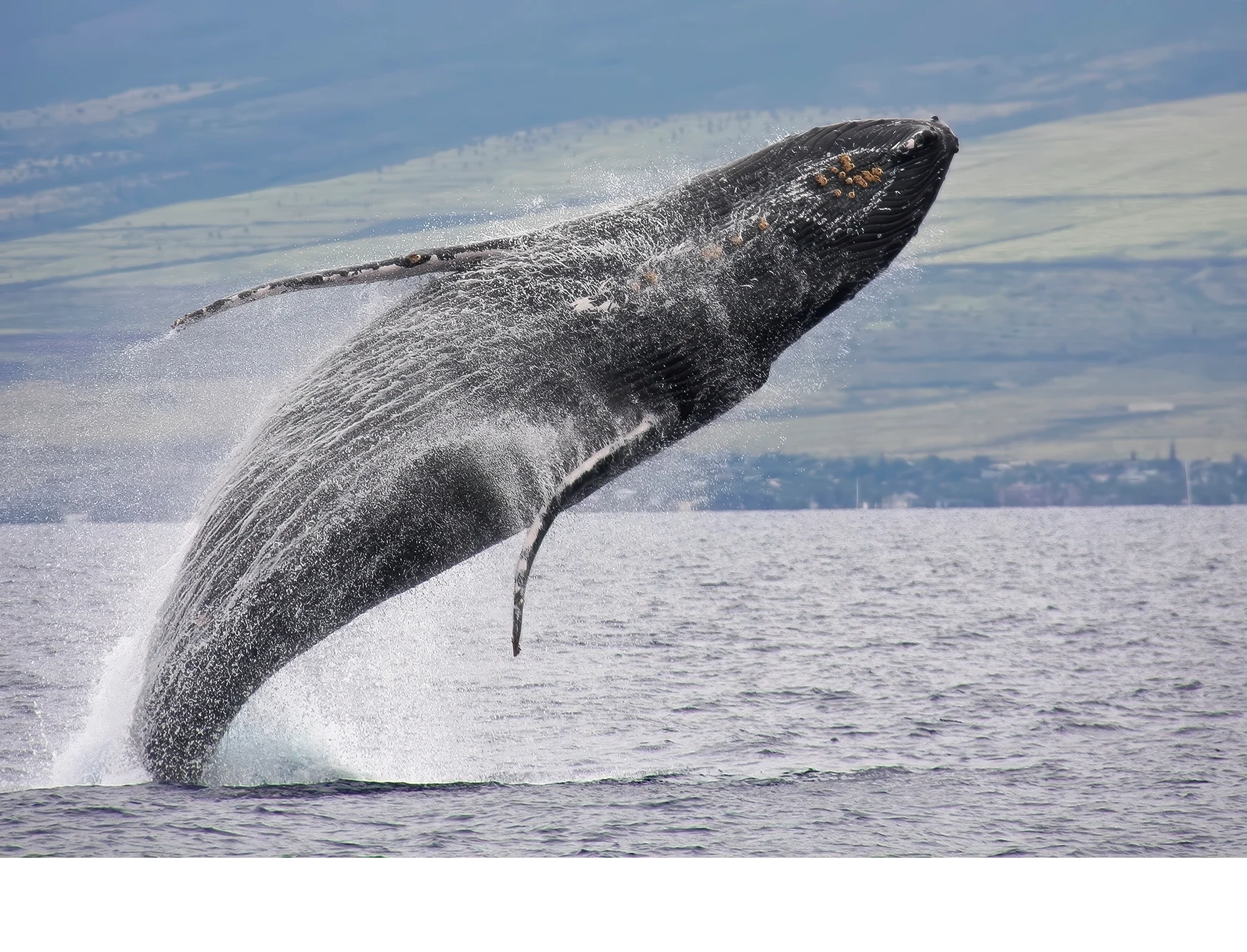 'Humpback Whale, Megaptera novaeangliae, breaches at Maui, HI. They breach for several reasons, the most common are to remove pa