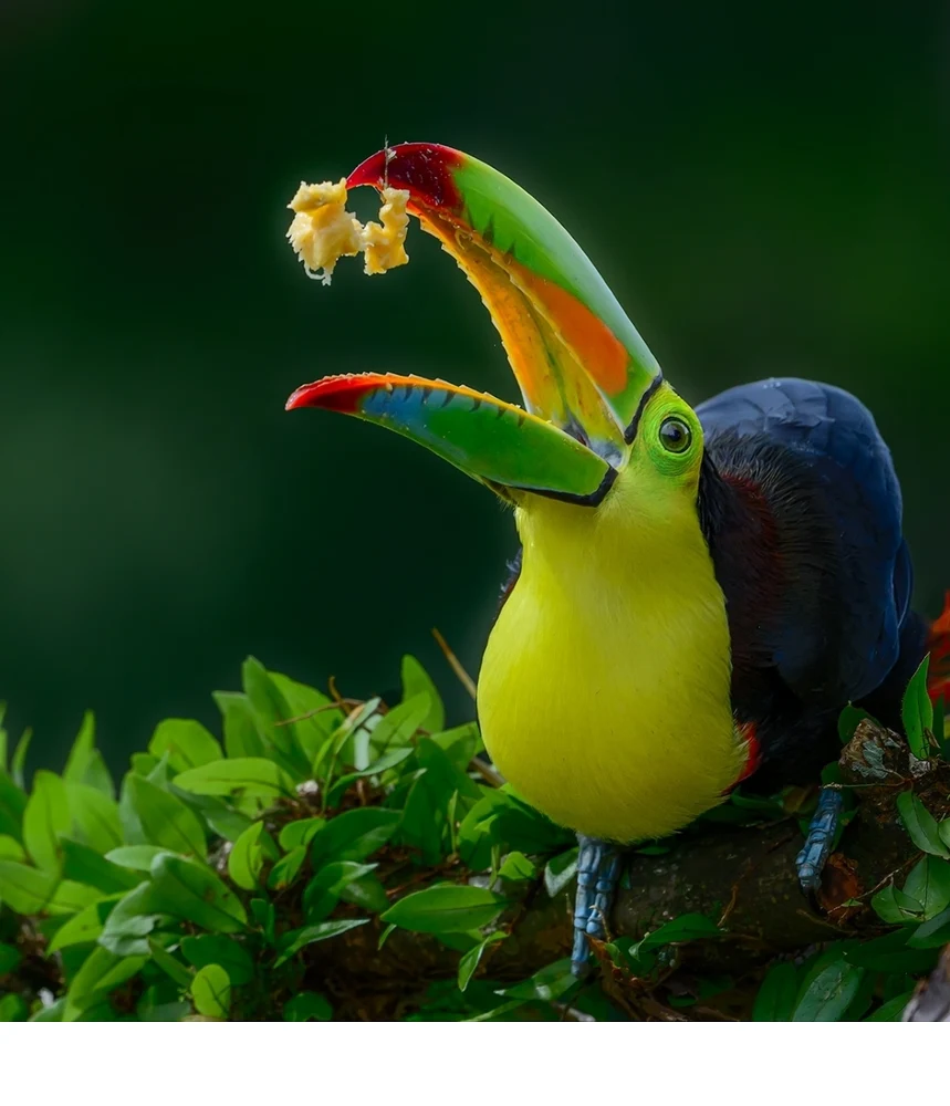 'Keel-billed toucan's bill seems large and cumbersome, in fact it is a spongy, hollow bone covered in keratin, a very light and
