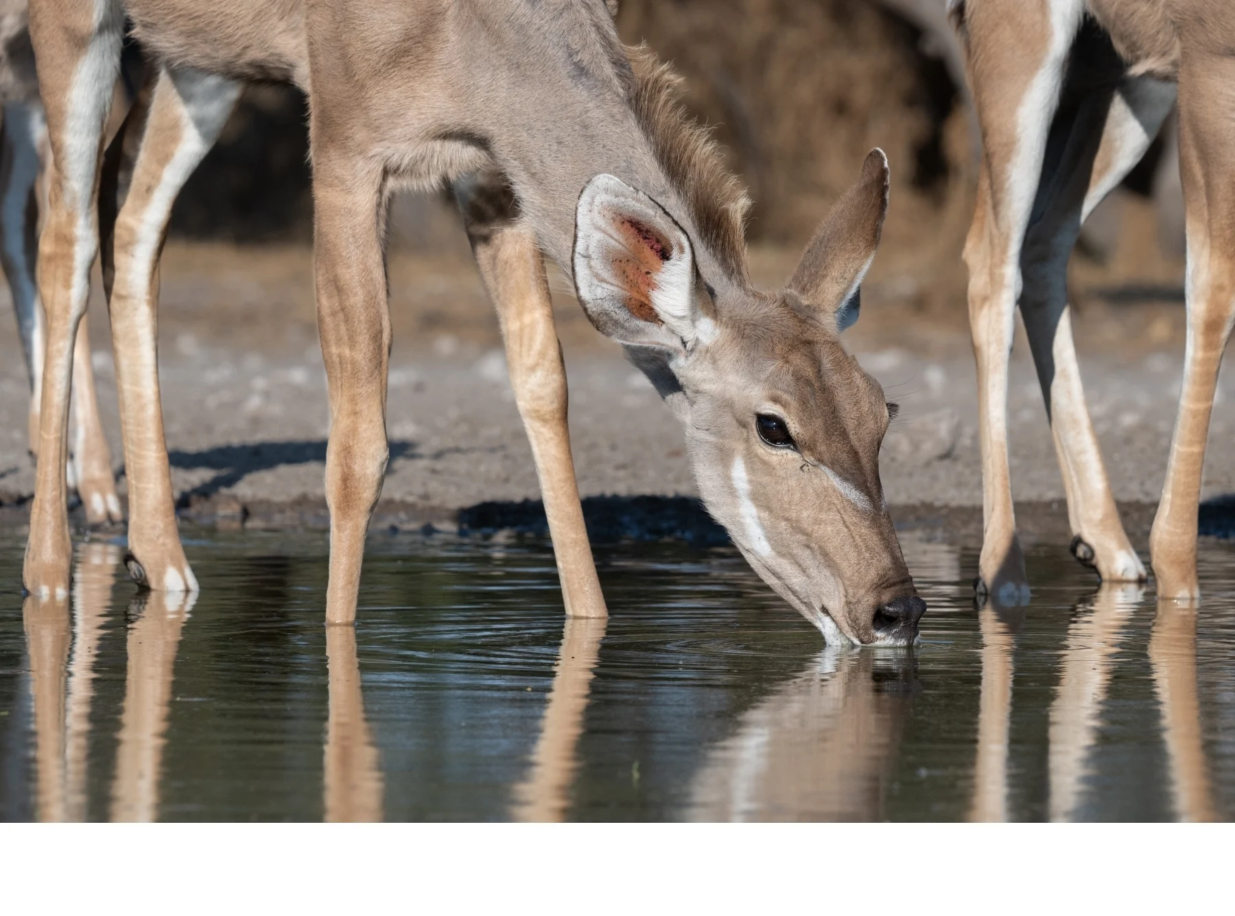 'Kudu at Water Hole in Kalahari Desert, Botswana' (NA   Place) by Jennifer O'Donnell - PE