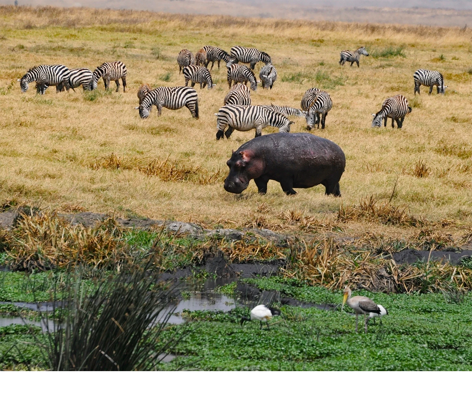 'Ngorongoro Crater in Tanzania is an amazing place to visit. A UNESCO World Heritage Site it is the world's largest caldera (160