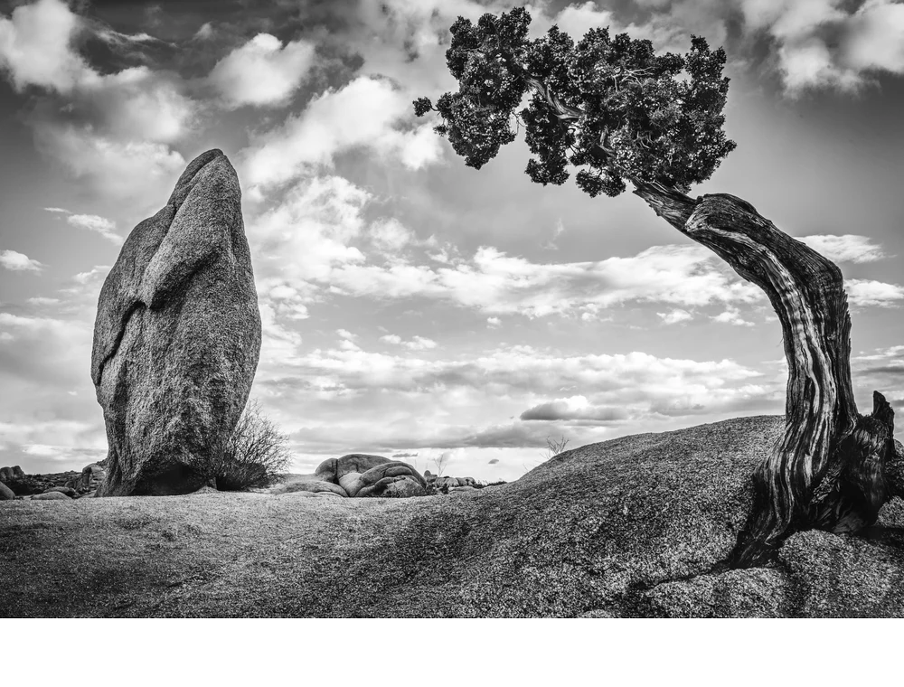 'Penguin rock and juniper, Joshua Tree National park.' (MA   Place) by Elena Torello, Ms., MD - PE