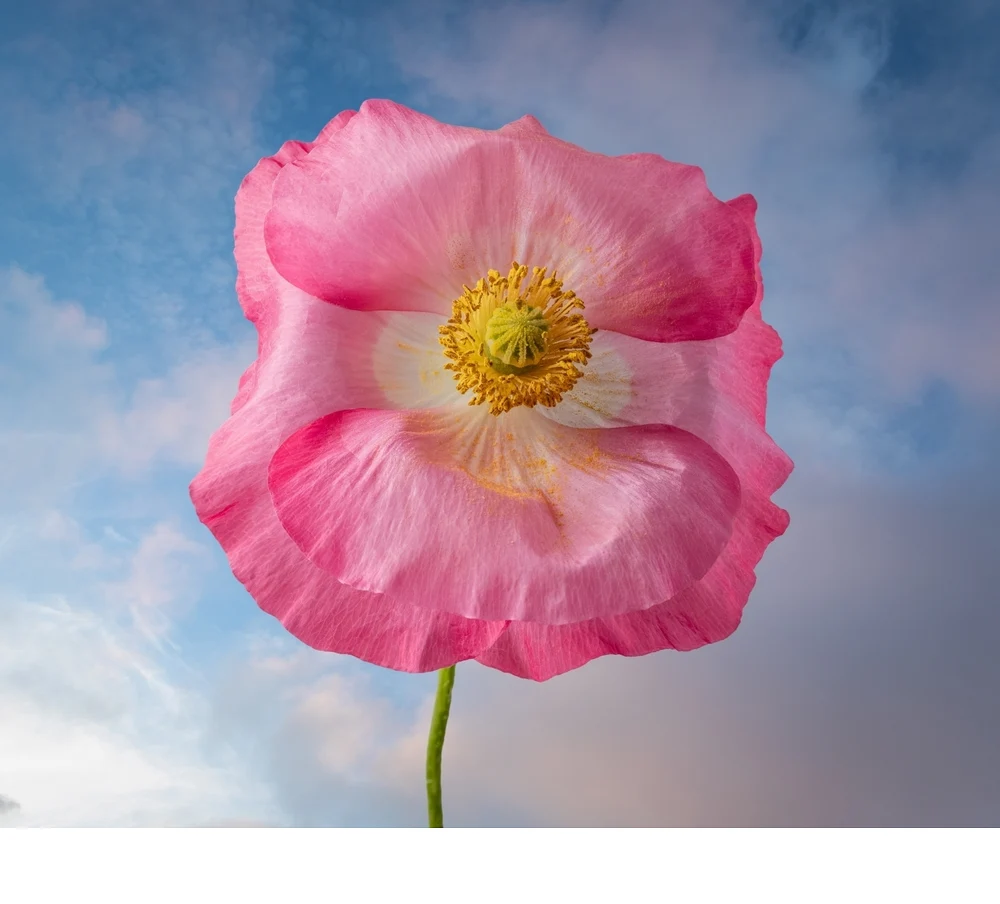 'Pink poppy' (AA   Place) by Elena Torello, Ms., MD - PE