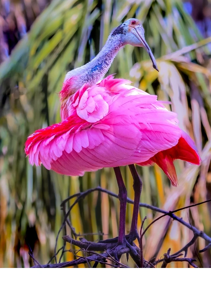 'Shades of pink.' (AA   Place) by Lucy Kiang - LVCC