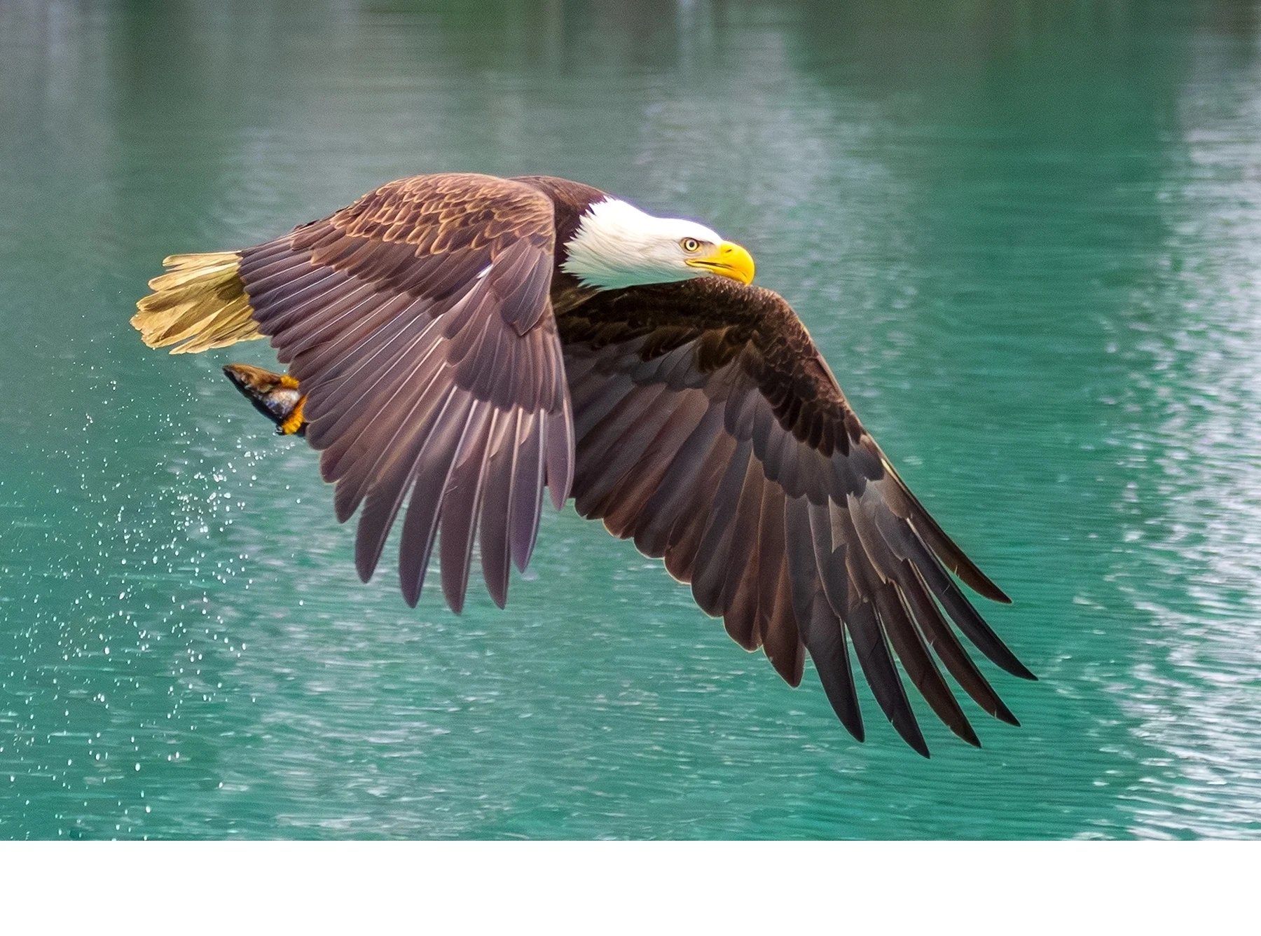 'The bald eagle catching a fish, near Homer, Alaska.' (NA   Place) by Lucy Kiang - LVCC
