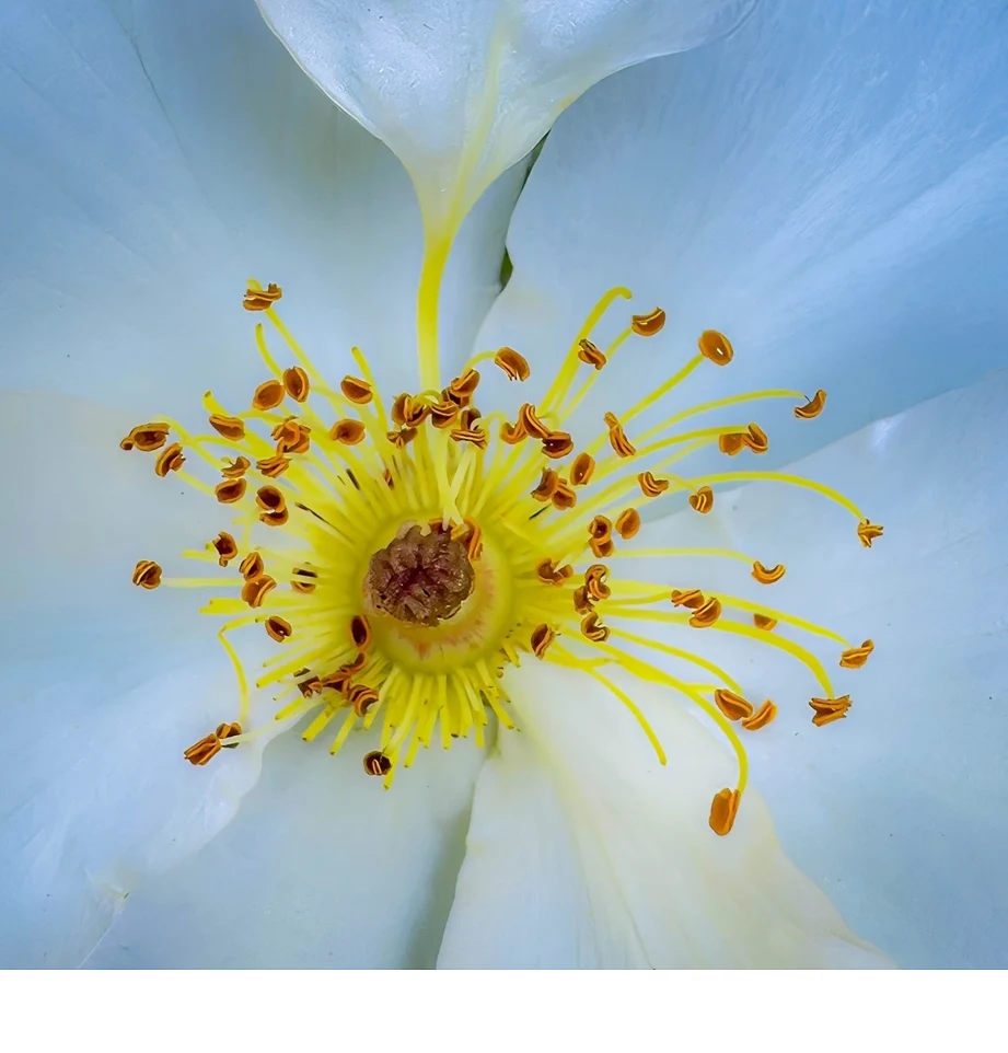 'The heart of beauty' (PM   Place) by Gary Topper, Gary Topper - MR