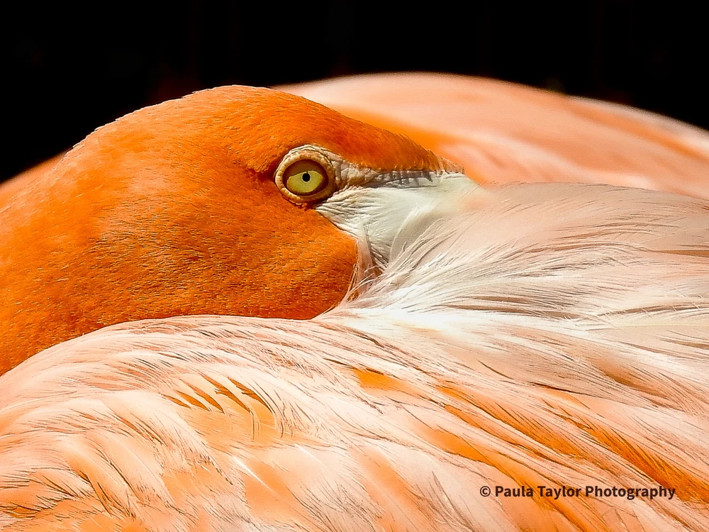 Flamingo's Enigmatic Gaze