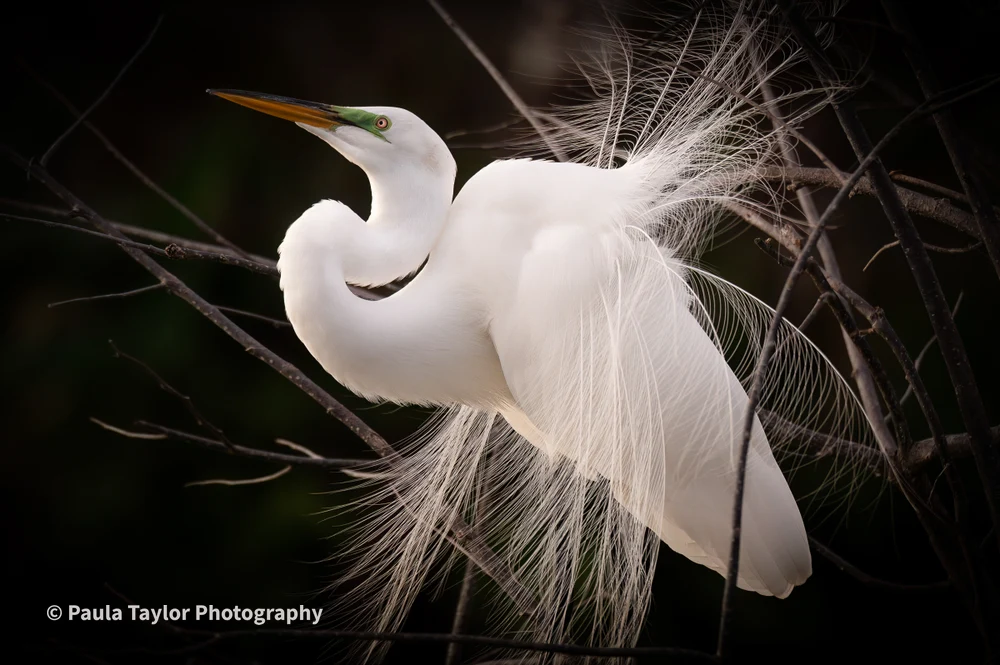Majestic Great Egret in Courtship Display