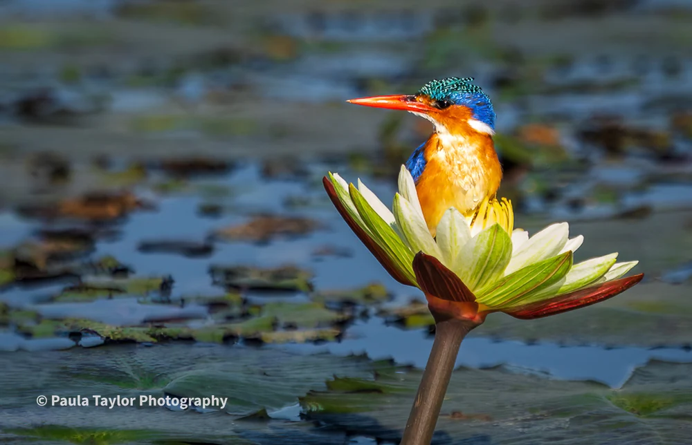 Charming Malachite Kingfisher Resting on Water Lily