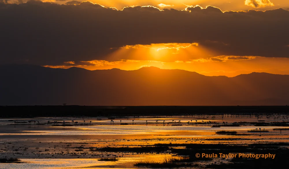 Flamingos at Sunset Over Tranquil Lake in Amboseli National Park