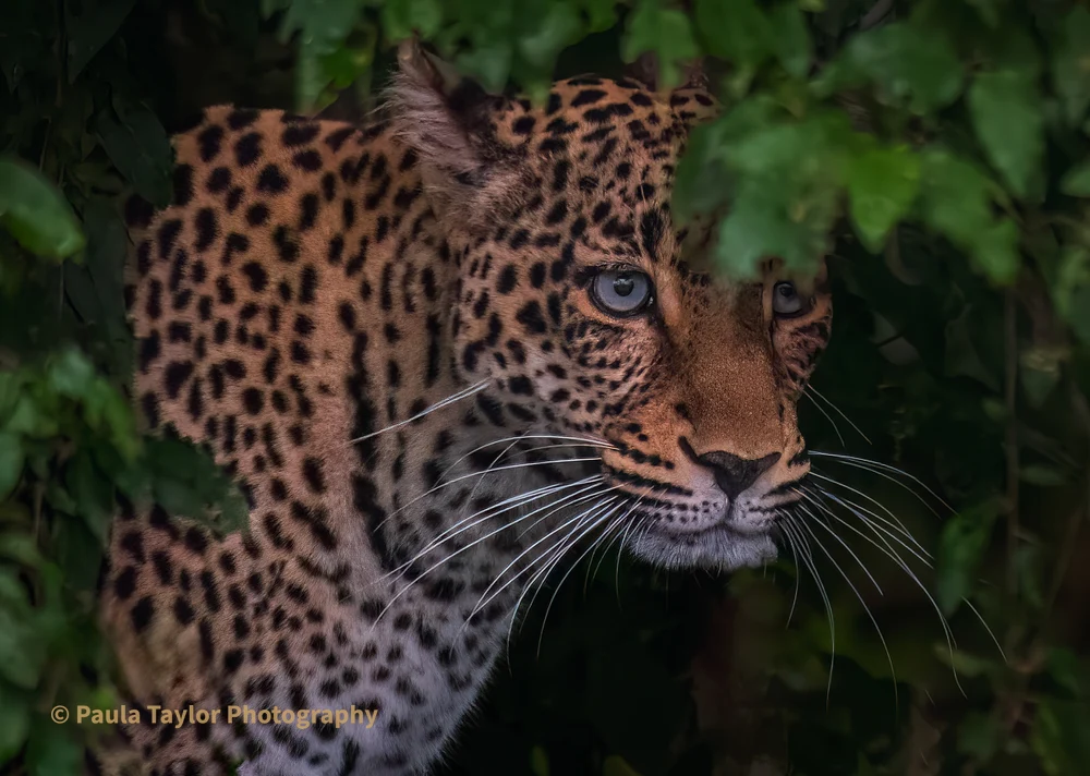Blue Eyed Leopard in Lush Greenery