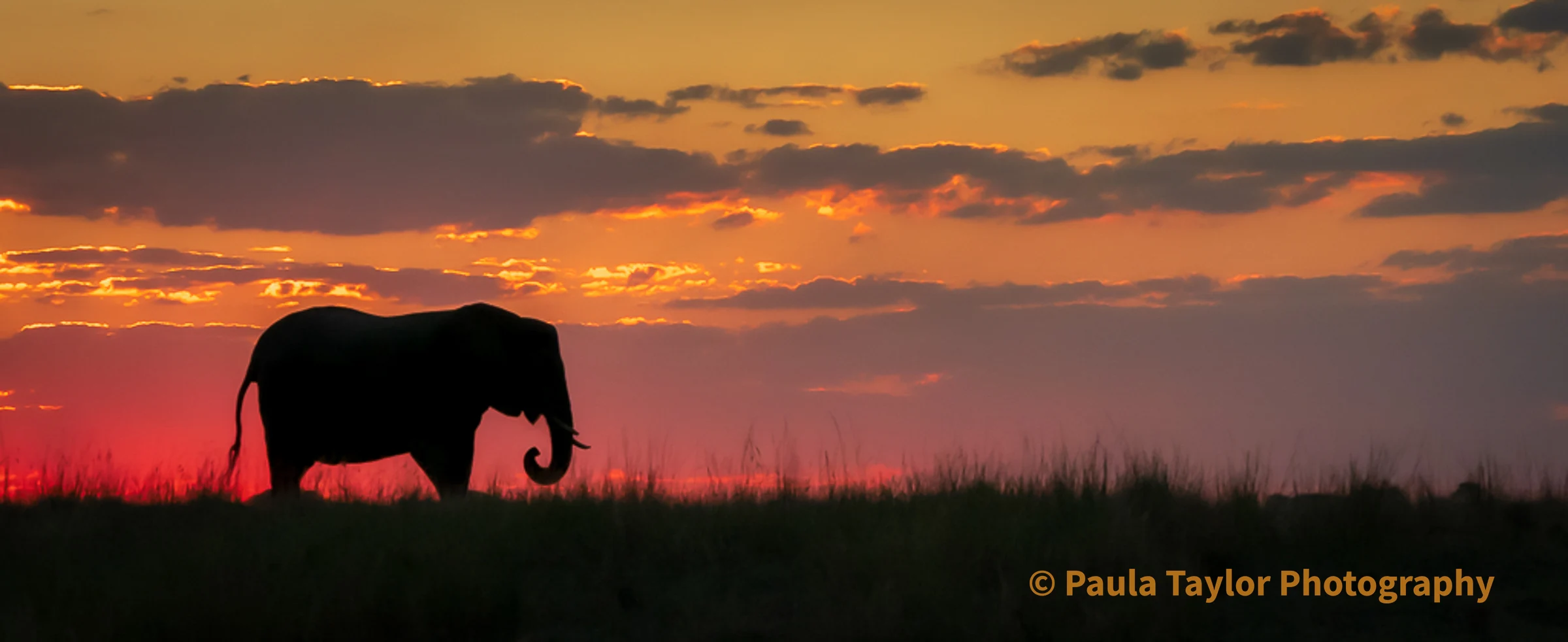 Elephant Silhouette Against a Magenta Sky Over Chobi River