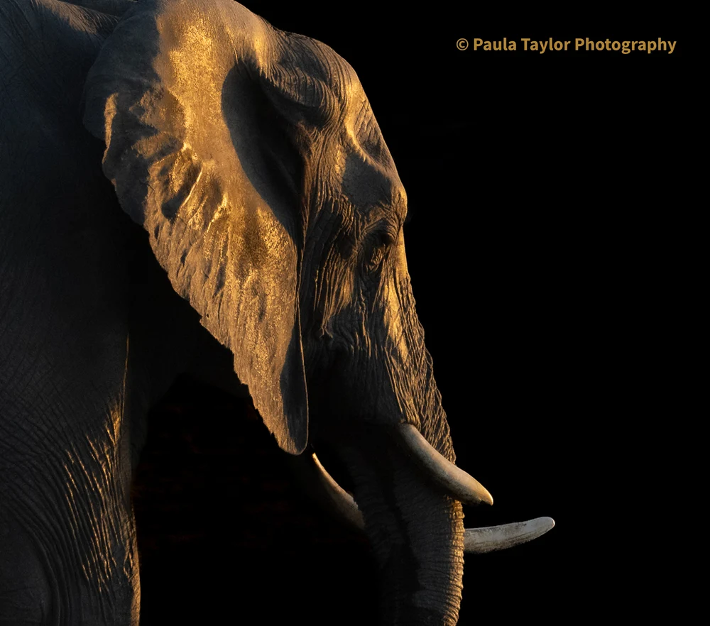 Royal Elephant Silhouette at Sunset