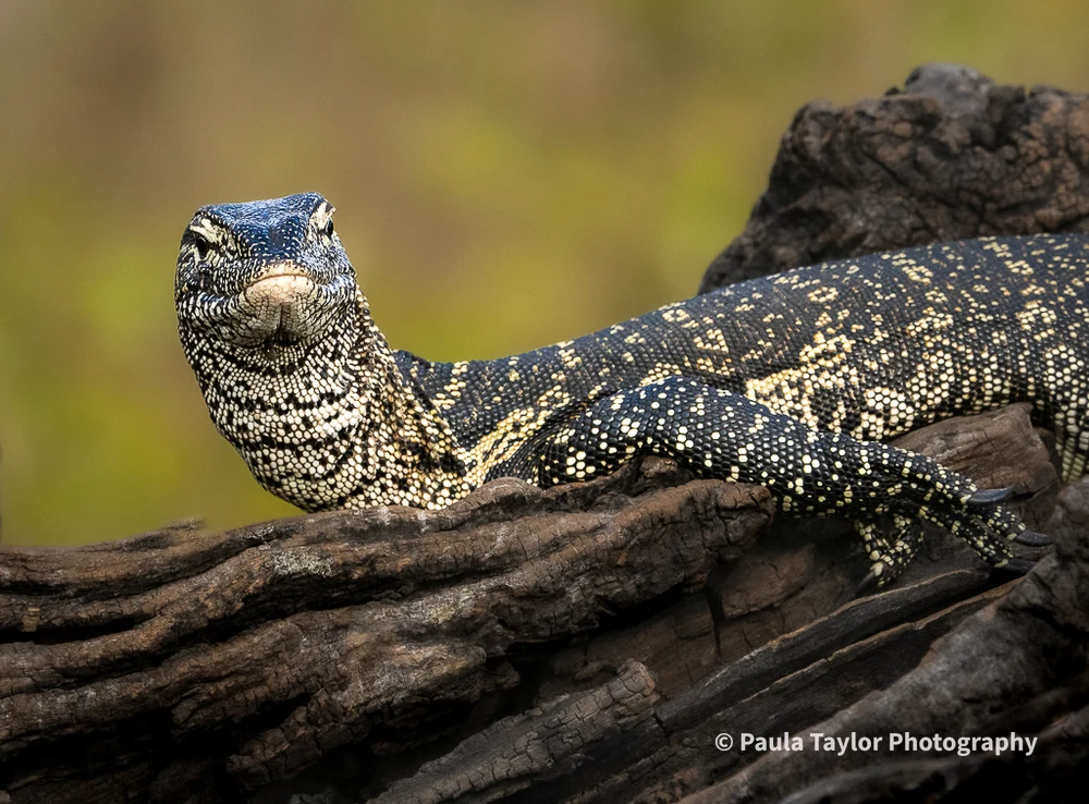 Water Monitor Lizard Observing from the Chobi Riverbank